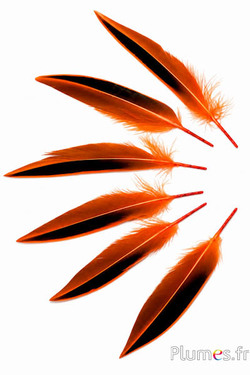 Anatra Madagascar - 12-14 cm - arancioni